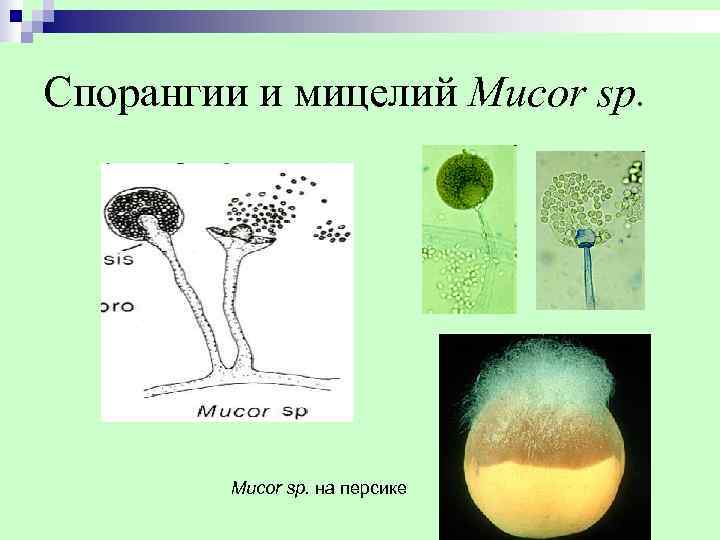Спорангии и мицелий Mucor sp.    Mucor sp. на персике 