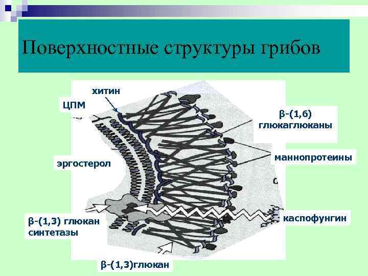 Поверхностные структуры грибов   хитин  ЦПМ      