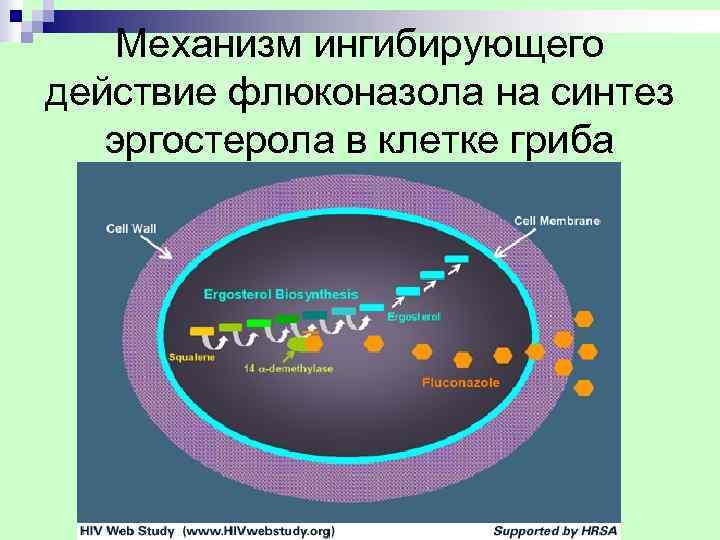   Механизм ингибирующего действие флюконазола на синтез  эргостерола в клетке гриба 