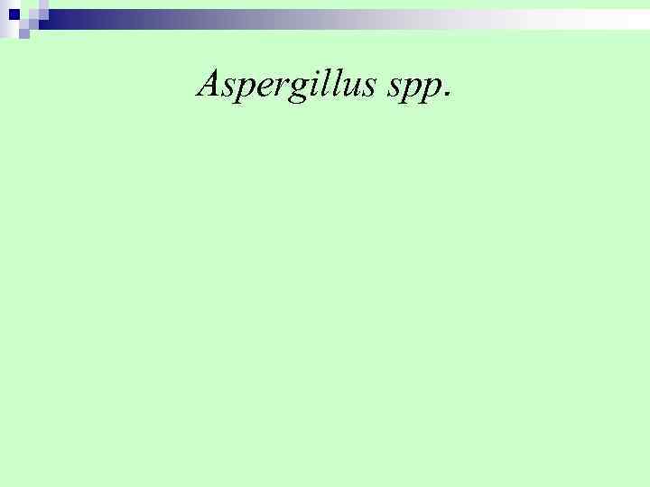 Aspergillus spp. 
