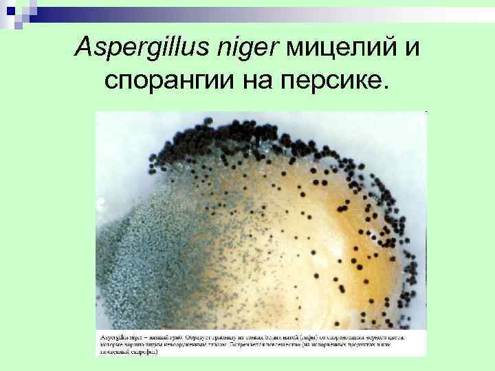 Aspergillus niger мицелий и  спорангии на персике. 