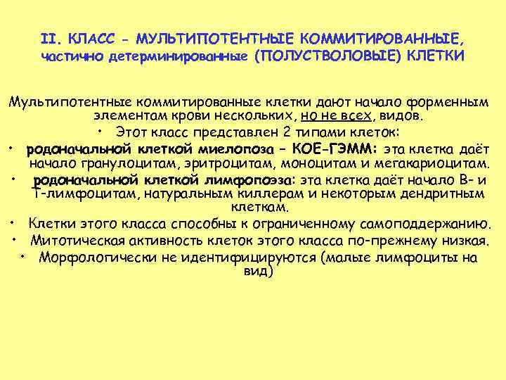   II. КЛАСС - МУЛЬТИПОТЕНТНЫЕ КОММИТИРОВАННЫЕ, частично детерминированные (ПОЛУСТВОЛОВЫЕ) КЛЕТКИ  Мультипотентные коммитированные