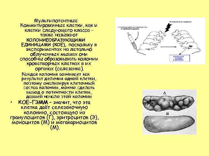   Мультипотентные Коммитированные клетки, как и клетки следующего класса –  также называют