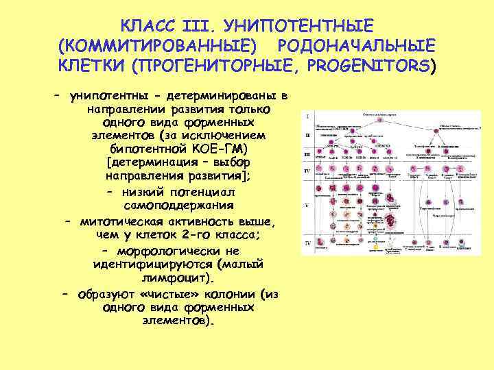 КЛАСС III. УНИПОТЕНТНЫЕ (КОММИТИРОВАННЫЕ) РОДОНАЧАЛЬНЫЕ КЛЕТКИ (ПРОГЕНИТОРНЫЕ, PROGENITORS) – унипотентны - детерминированы в