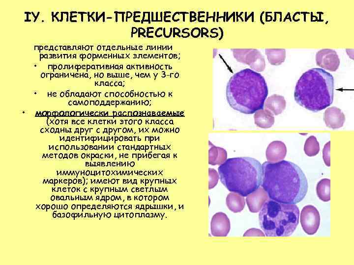 IY. КЛЕТКИ-ПРЕДШЕСТВЕННИКИ (БЛАСТЫ,    PRECURSORS)  представляют отдельные линии  развития форменных