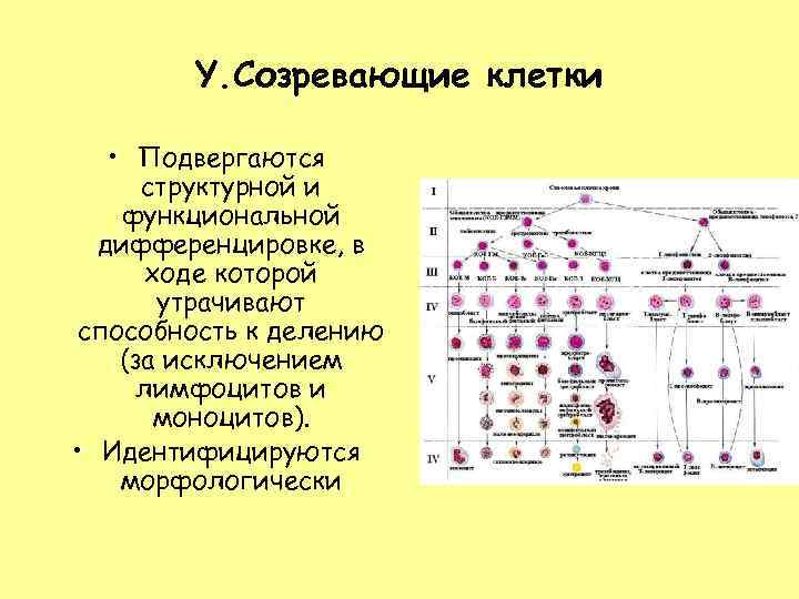   Y. Созревающие клетки • Подвергаются  структурной и функциональной  дифференцировке, в
