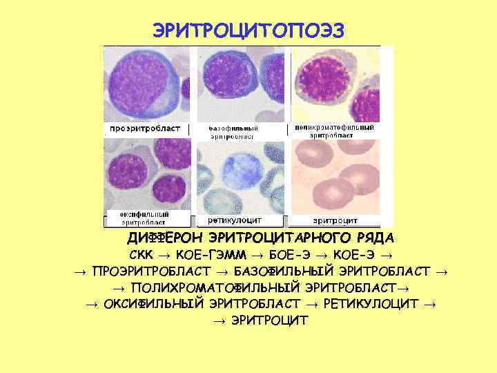    ЭРИТРОЦИТОПОЭЗ  ДИФФЕРОН ЭРИТРОЦИТАРНОГО РЯДА  СКК → КОЕ-ГЭММ → БОЕ-Э