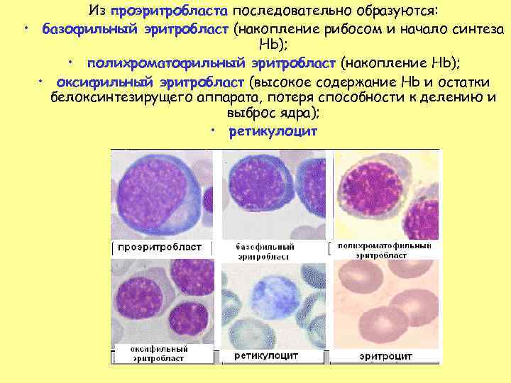   Из проэритробласта последовательно образуются:  • базофильный эритробласт (накопление рибосом и начало