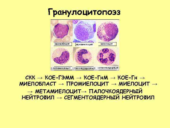 Гемопоэз схема кроветворения