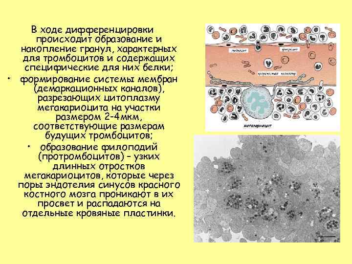  В ходе дифференцировки  происходит образование и  накопление гранул, характерных  для