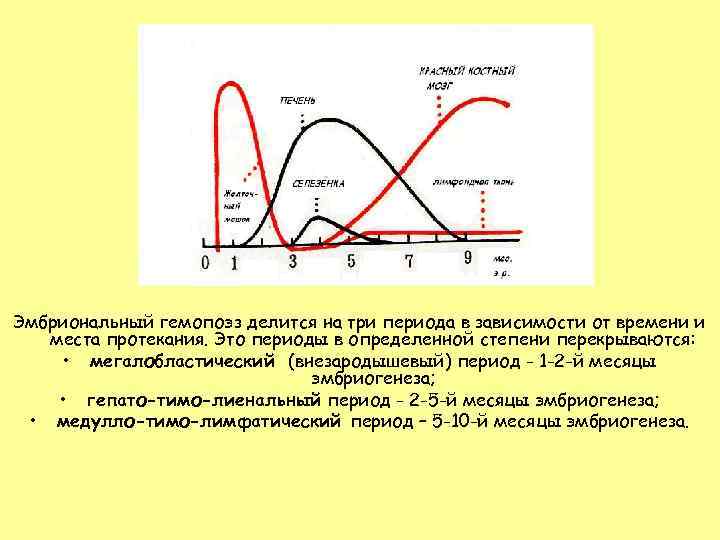 Эмбриональный гемопоэз делится на три периода в зависимости от времени и  места протекания.