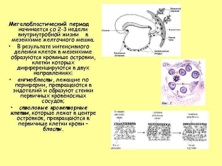 Мегалобластический период начинается со 2 -3 недели внутриутробной жизни в  мезенхиме желточного мешка.