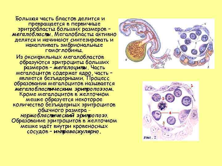  Большая часть бластов делится и  превращается в первичные  эритробласты больших размеров