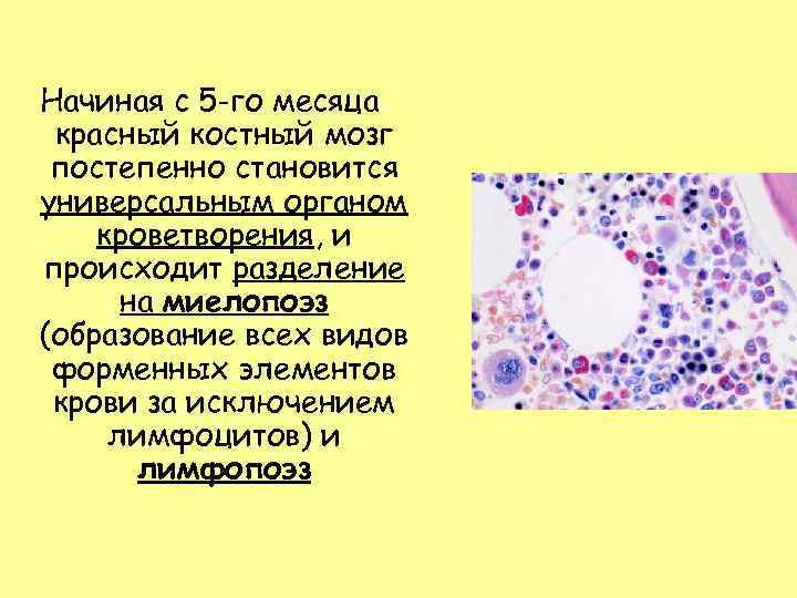 Начиная с 5 -го месяца красный костный мозг постепенно становится универсальным органом кроветворения, и