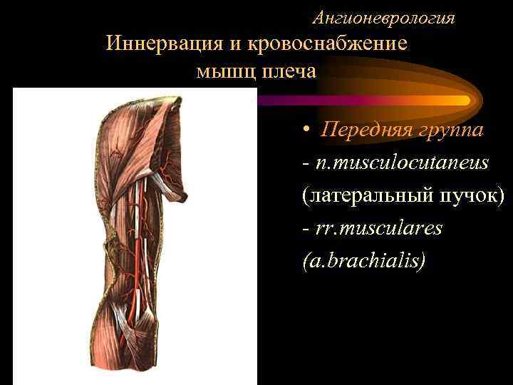 Ангионеврология Иннервация и кровоснабжение мышц плеча • Передняя группа - n. musculocutaneus (латеральный пучок)