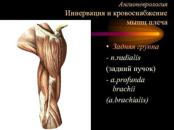 Ангионеврология Иннервация и кровоснабжение мышц плеча • Задняя группа - n. radialis (задний пучок)