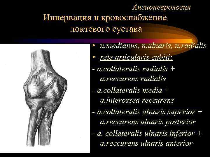 Ангионеврология Иннервация и кровоснабжение локтевого сустава • n. medianus, n. ulnaris, n. radialis •
