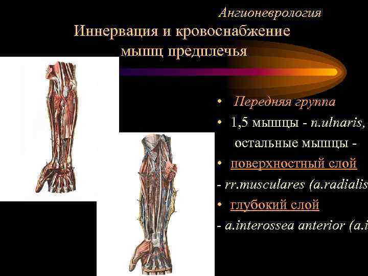 Ангионеврология Иннервация и кровоснабжение мышц предплечья • Передняя группа • 1, 5 мышцы -