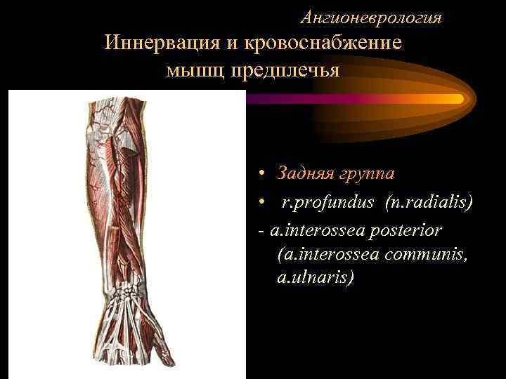 Ангионеврология Иннервация и кровоснабжение мышц предплечья • Задняя группа • r. profundus (n. radialis)