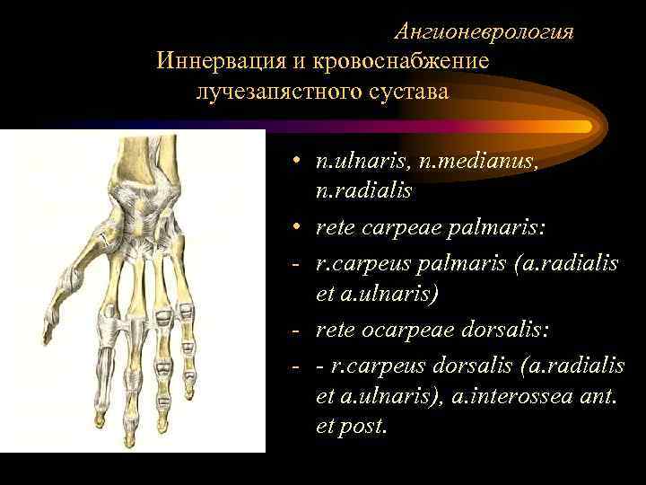 Ангионеврология Иннервация и кровоснабжение лучезапястного сустава • n. ulnaris, n. medianus, n. radialis •