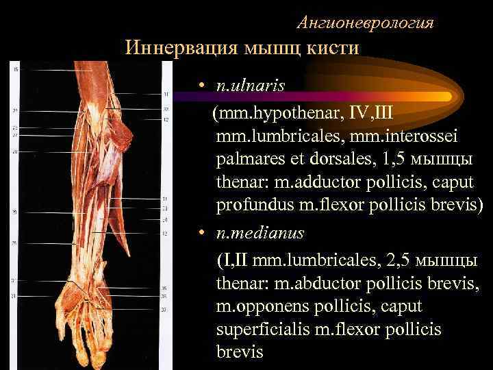 Ангионеврология Иннервация мышц кисти • n. ulnaris (mm. hypothenar, IV, III mm. lumbricales, mm.