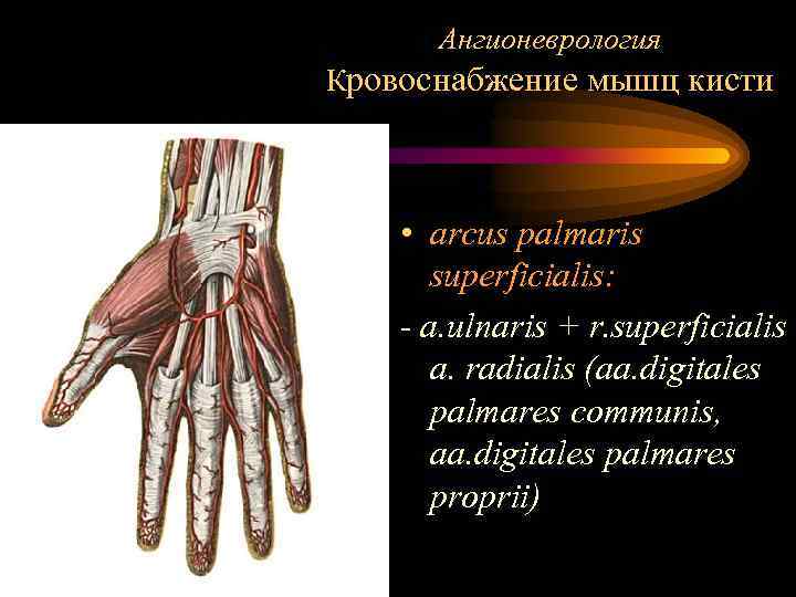 Ангионеврология Кровоснабжение мышц кисти • arcus palmaris superficialis: - a. ulnaris + r. superficialis