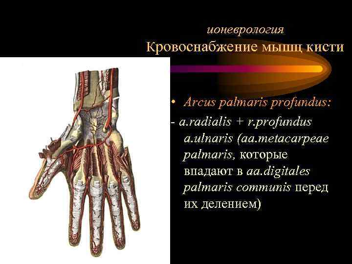 ионеврология Кровоснабжение мышц кисти • Arcus palmaris profundus: - a. radialis + r. profundus