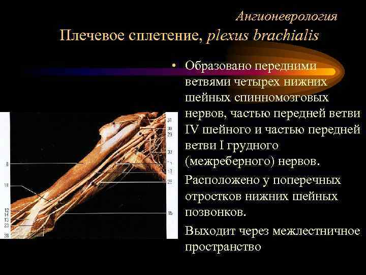 Ангионеврология Плечевое сплетение, plexus brachialis • Образовано передними ветвями четырех нижних шейных спинномозговых нервов,