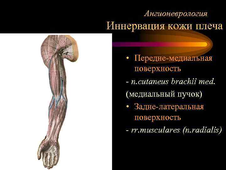 Ангионеврология Иннервация кожи плеча • Передне-медиальная поверхность - n. cutaneus brachii med. (медиальный пучок)