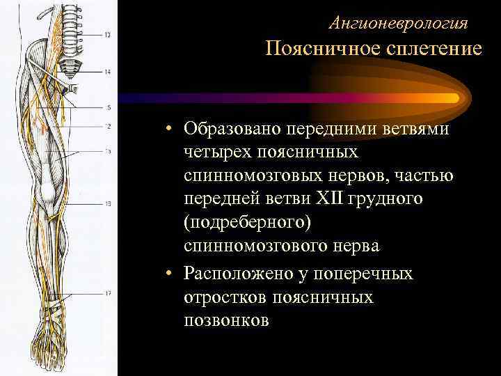 Ангионеврология Поясничное сплетение • Образовано передними ветвями четырех поясничных спинномозговых нервов, частью передней ветви