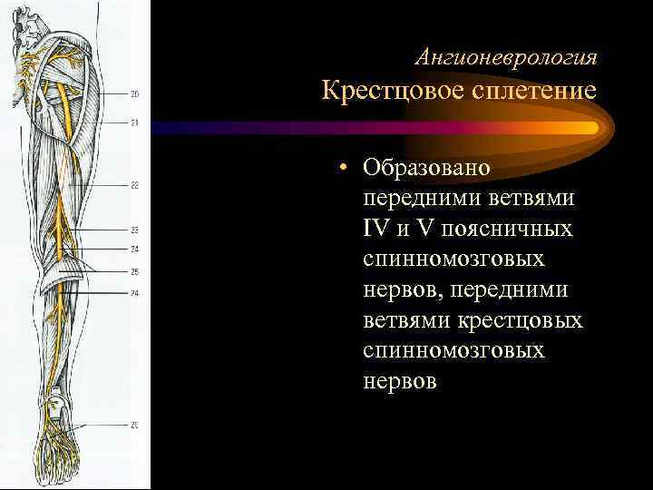 Ангионеврология Крестцовое сплетение • Образовано передними ветвями IV и V поясничных спинномозговых нервов, передними