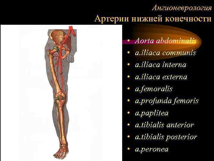 Ангионеврология Артерии нижней конечности • • • Aorta abdominalis a. iliaca communis a. iliaca