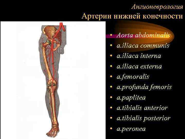 Артерии нижних конечностей фото