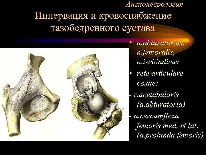 Ангионеврология Иннервация и кровоснабжение тазобедренного сустава • n. obturatorius, n. femoralis, n. ischiadicus •