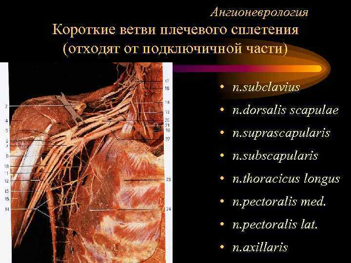 Ангионеврология Короткие ветви плечевого сплетения (отходят от подключичной части) • n. subclavius • n.