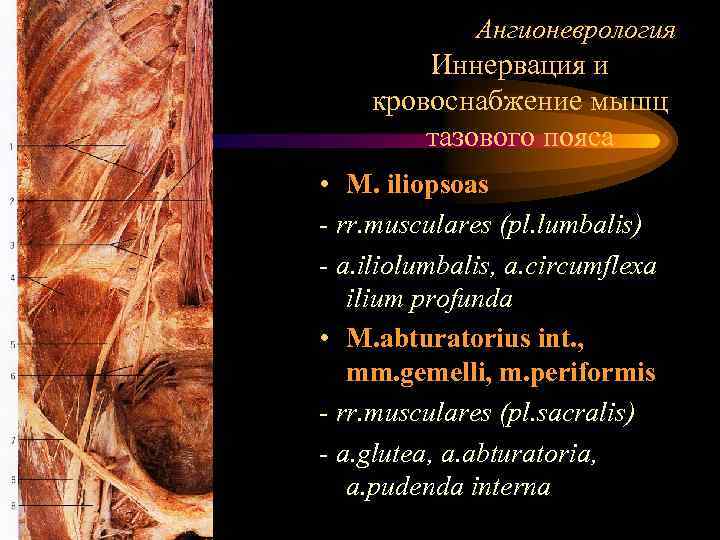 Ангионеврология Иннервация и кровоснабжение мышц тазового пояса • M. iliopsoas - rr. musculares (pl.