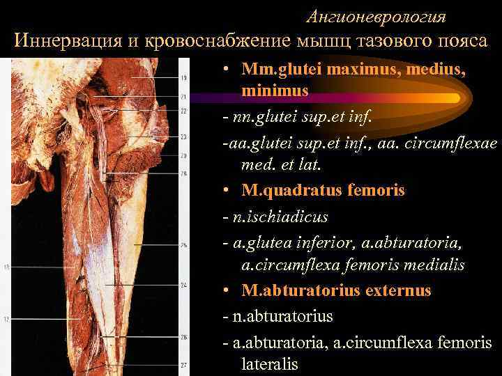 Ангионеврология Иннервация и кровоснабжение мышц тазового пояса • Mm. glutei maximus, medius, minimus -