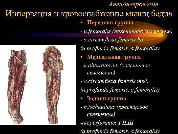 Ангионеврология Иннервация и кровоснабжение мышц бедра • Передняя группа - n. femoralis (поясничное сплетение)