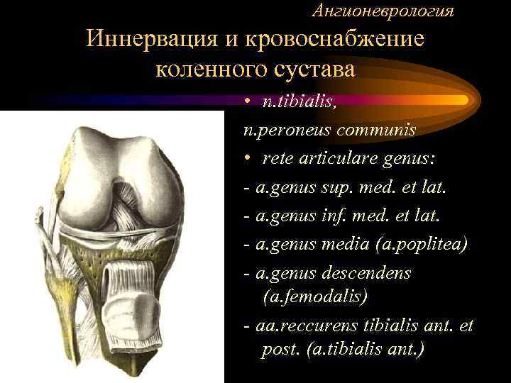 Ангионеврология Иннервация и кровоснабжение коленного сустава • n. tibialis, n. peroneus communis • rete