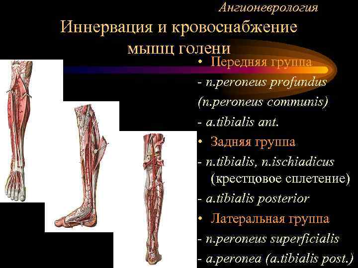 Ангионеврология Иннервация и кровоснабжение мышц голени • Передняя группа - n. peroneus profundus (n.