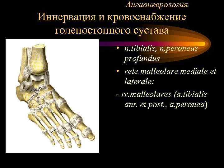 Ангионеврология Иннервация и кровоснабжение голеностопного сустава • n. tibialis, n. peroneus profundus • rete