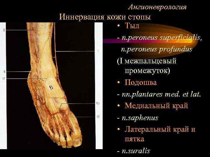 Ангионеврология Иннервация кожи стопы • Тыл - n. peroneus superficialis, n. peroneus profundus (I
