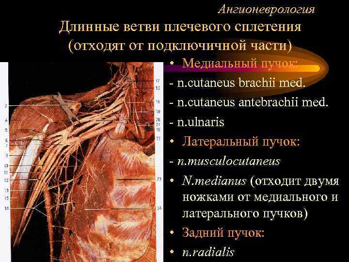 Ангионеврология Длинные ветви плечевого сплетения (отходят от подключичной части) • Медиальный пучок: - n.