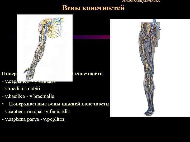 Ангионеврология Вены конечностей Поверхностные вены верхней конечности - v. cephalica - v. axillaris -