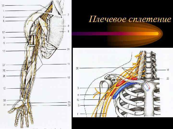 Плечевое сплетение 