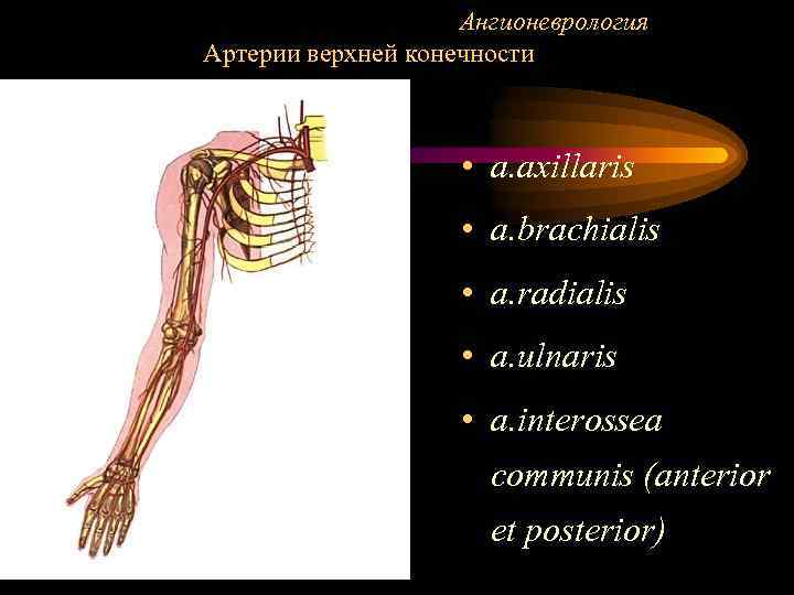 Ангионеврология Артерии верхней конечности • a. axillaris • a. brachialis • a. radialis •