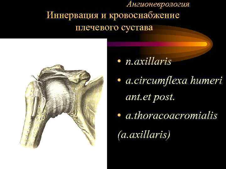 Ангионеврология Иннервация и кровоснабжение плечевого сустава • n. axillaris • a. circumflexa humeri ant.