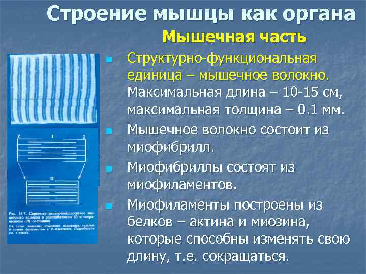 Строение мышцы как органа Мышечная часть n n Структурно-функциональная единица – мышечное волокно. Максимальная