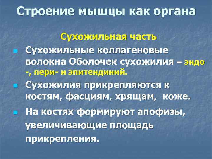 Строение мышцы как органа n Сухожильная часть Сухожильные коллагеновые волокна Оболочек сухожилия – эндо