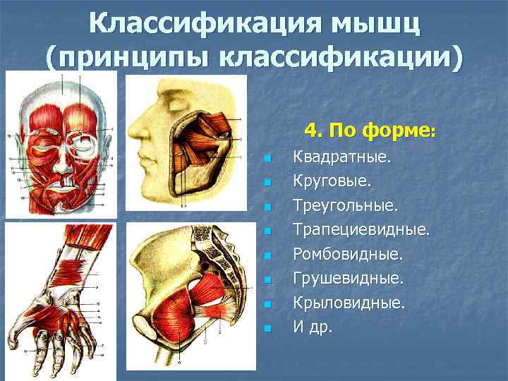 Классификация мышц (принципы классификации) 4. По форме: n n n n Квадратные. Круговые. Треугольные.